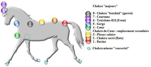 chakra cheval