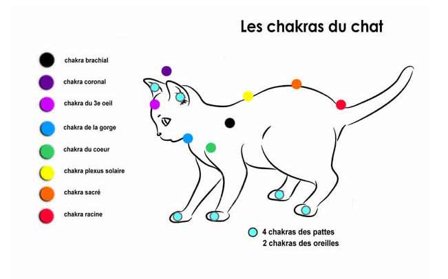 Chakras chat