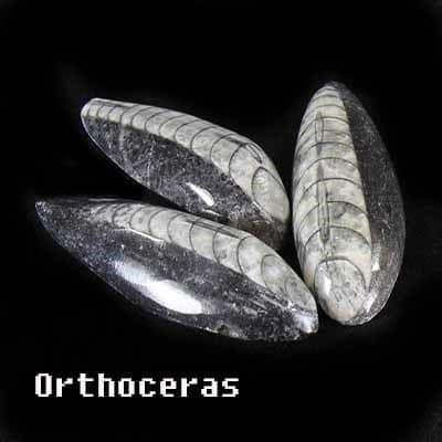 orthoceras