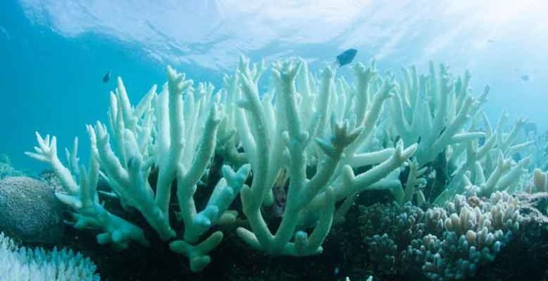 corail