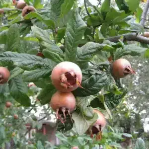 Le néflier commun ( Mespilus germanica)