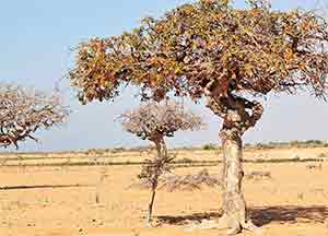 Arbre à myrrhe